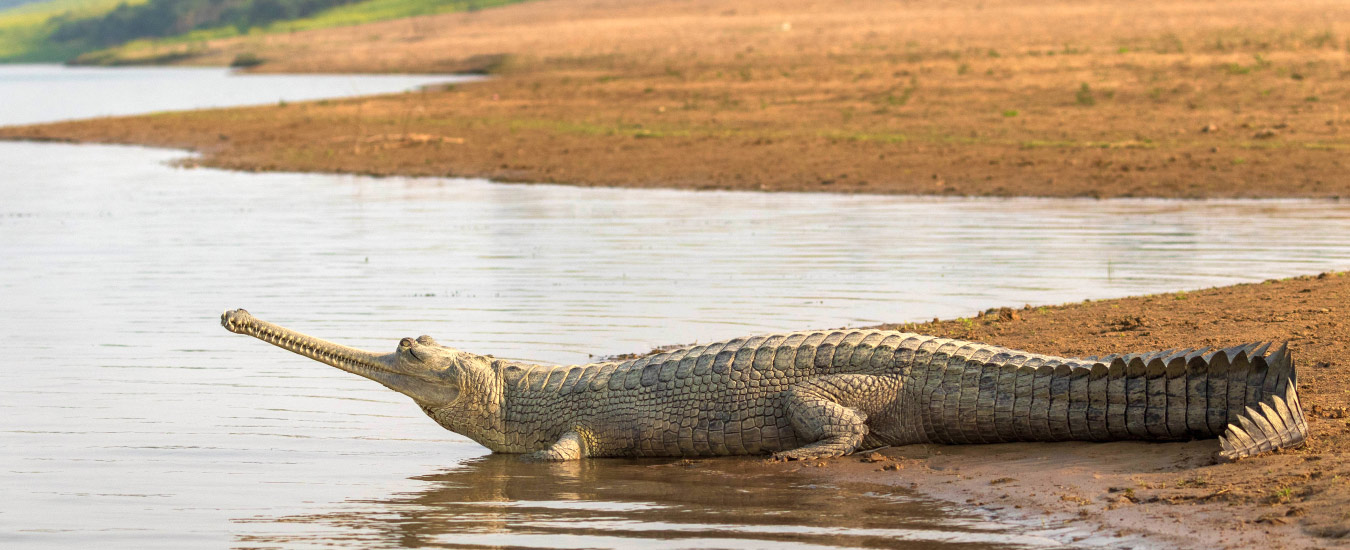 Ken Gharial Sanctuary